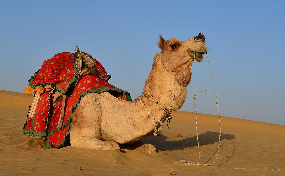 Decorated camel in the Thar desert
