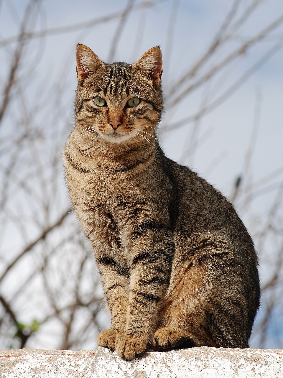 Tabby cat posing in the snow