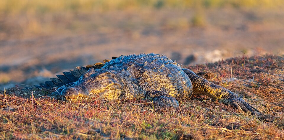 Nile crocodile resting in evening light