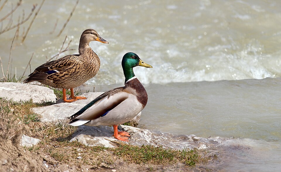 Pair of mallard ducks by the water
