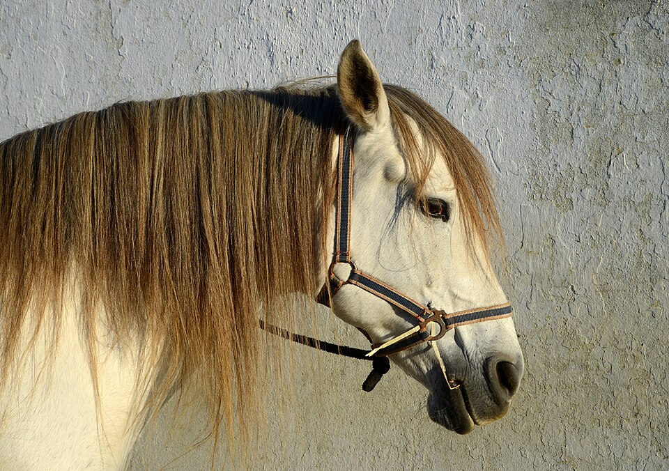 Horse portrait against a pale wall
