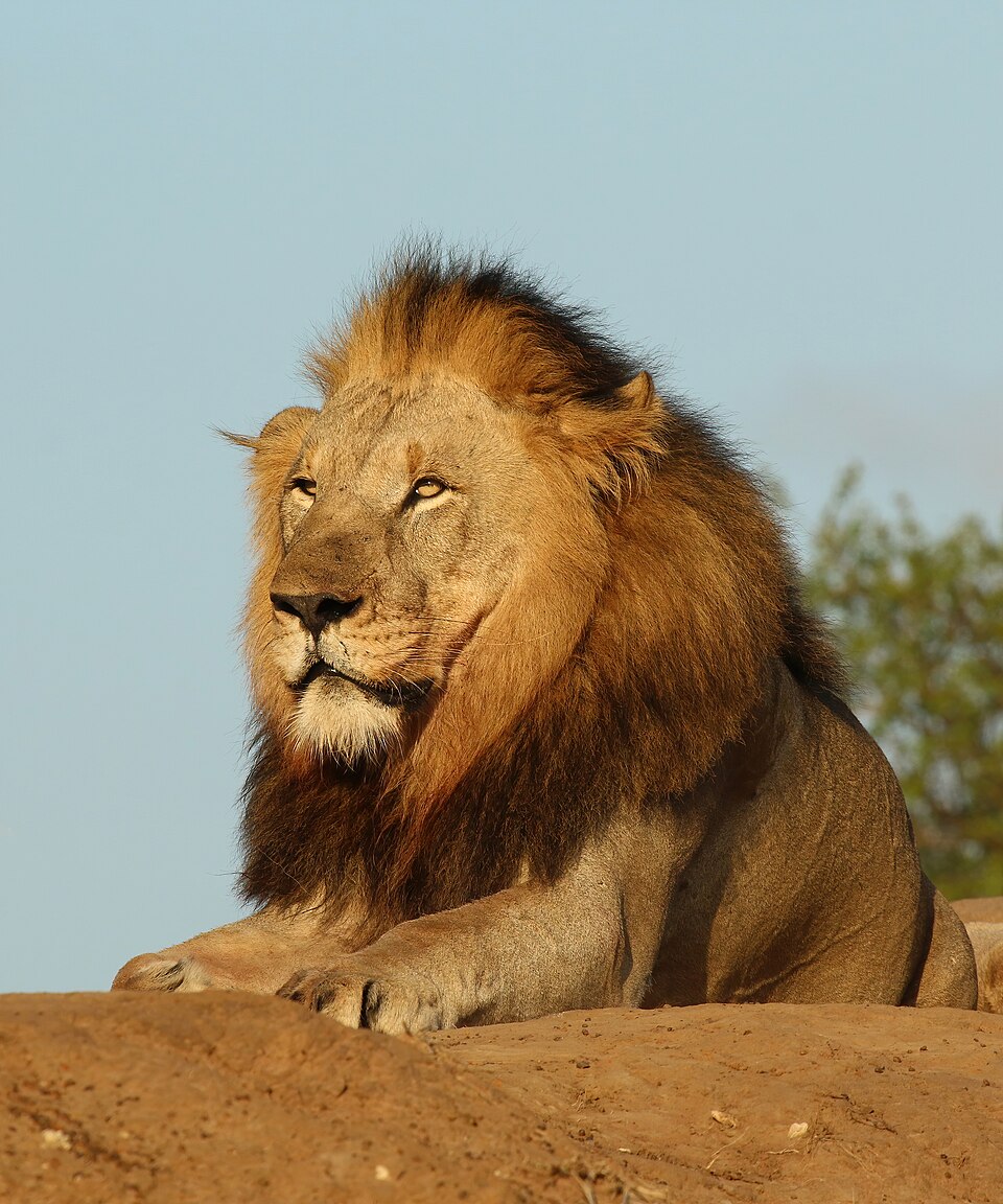 Male lion in golden light